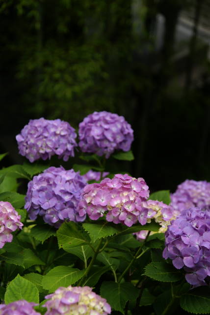 b0117437_1614172.jpg