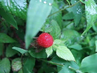 e0131153_23432622.jpg