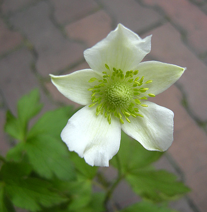 a0001354_17523279.jpg