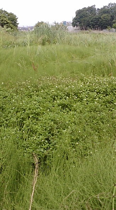 e0112057_20295366.jpg