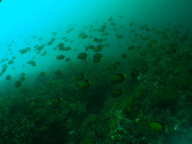 a0117858_11254912.jpg