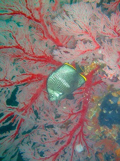 a0117858_1185931.jpg
