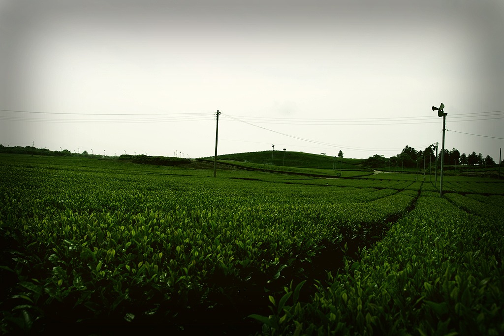 d0082970_052113.jpg