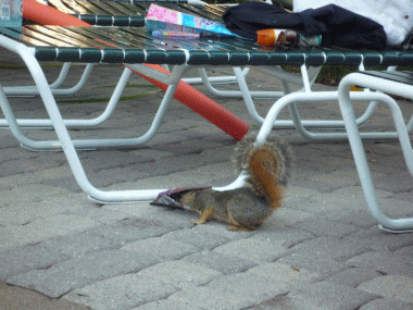 f0186671_12315237.gif