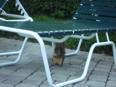 f0186671_1236308.gif