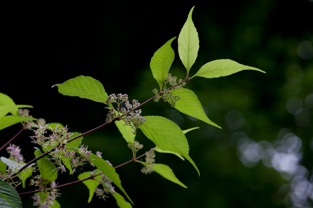 a0083081_15531396.jpg