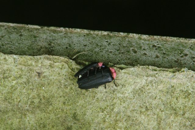 e0070891_18453135.jpg