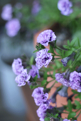 d0100192_016669.gif