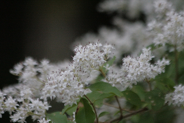 d0133693_19214749.jpg