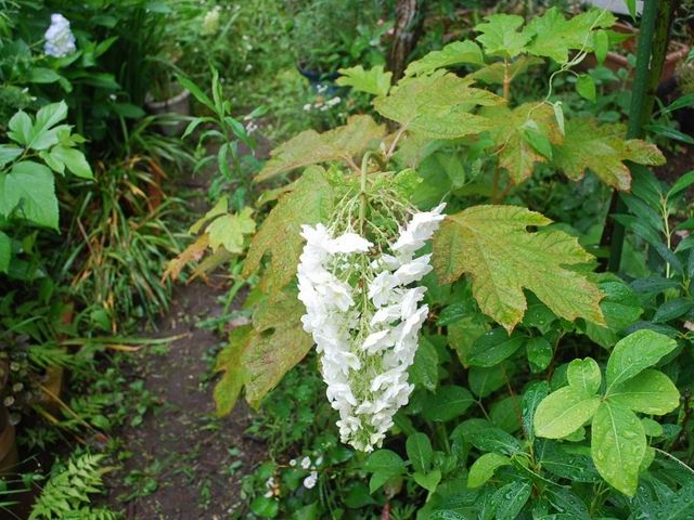 e0025300_1203470.jpg