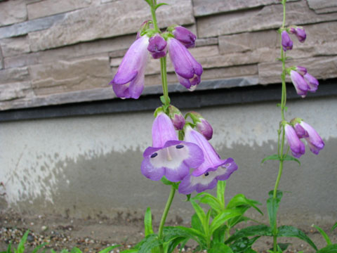 c0194301_10201711.jpg