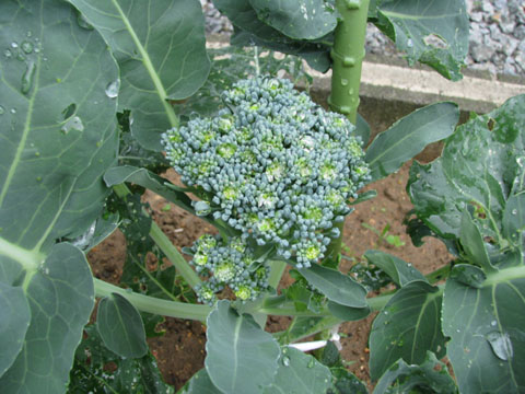 c0194301_1025137.jpg