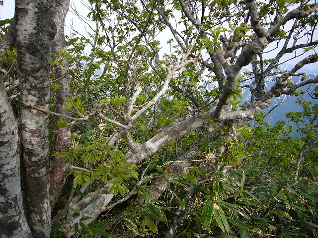 b0050305_2054585.jpg