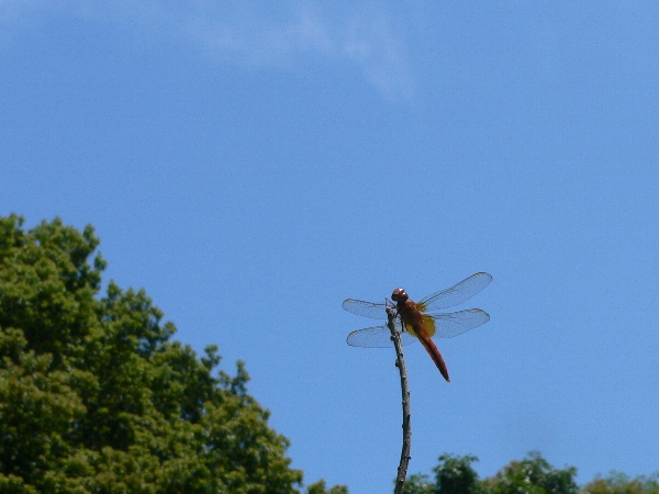 e0002314_19345327.jpg