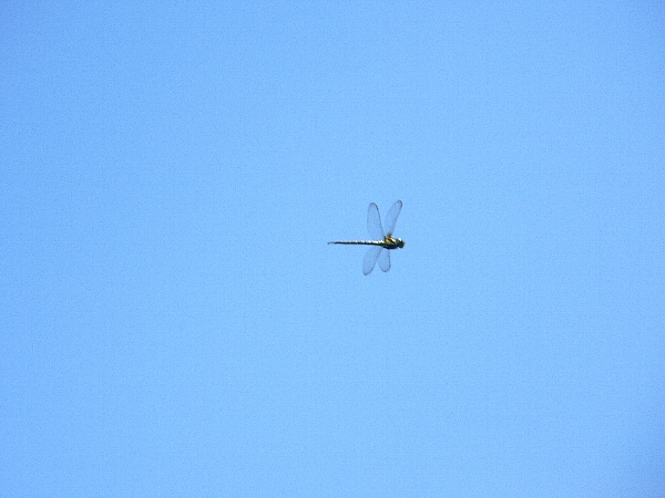 e0002314_19351838.jpg