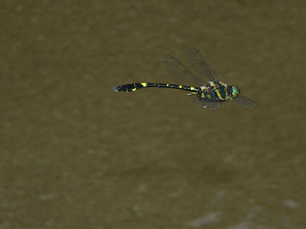 e0002314_19383841.jpg
