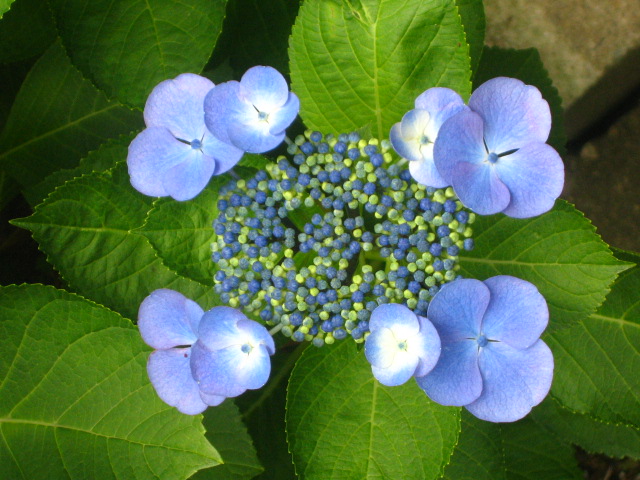 d0140533_927573.jpg