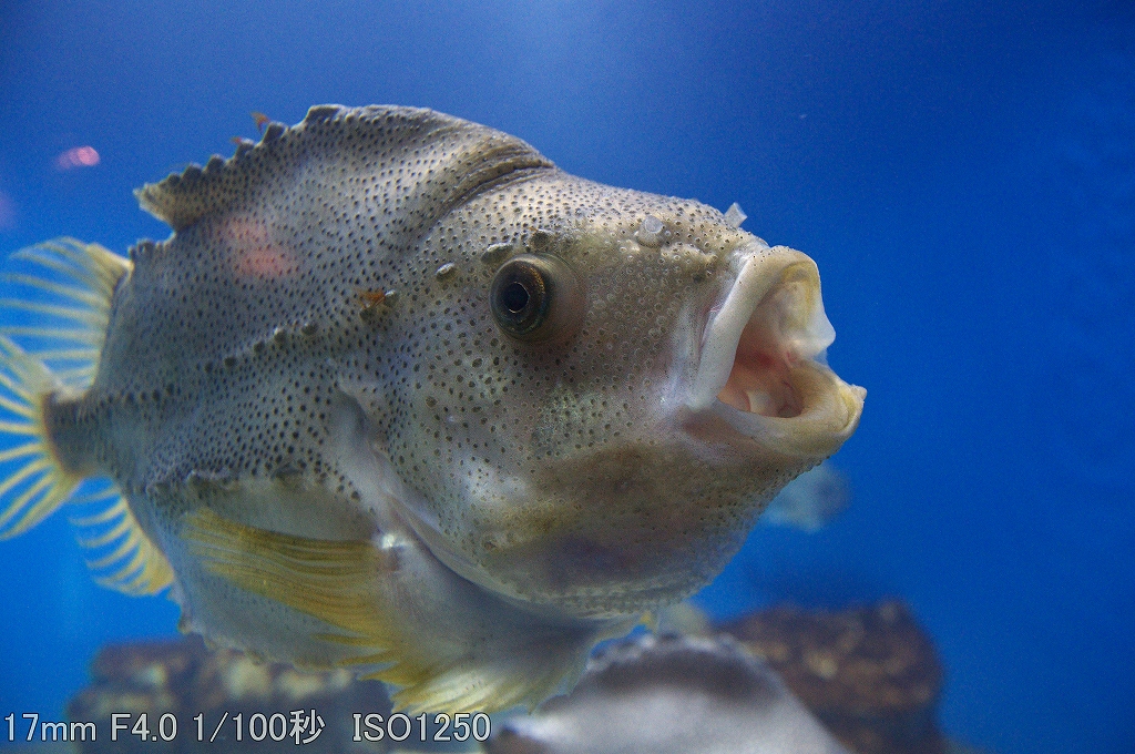 b0164779_2112450.jpg