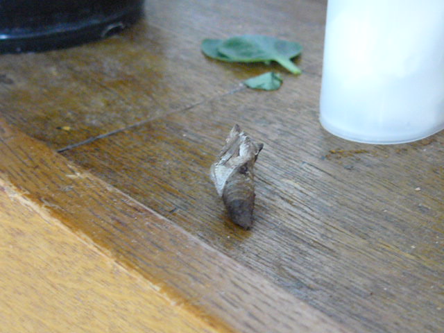 c0093179_1312430.jpg