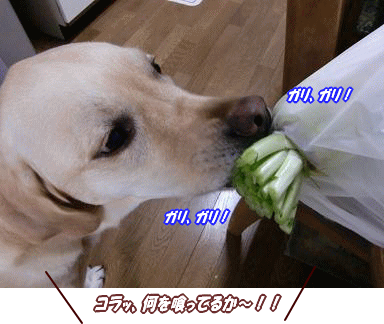 c0028792_20481052.gif