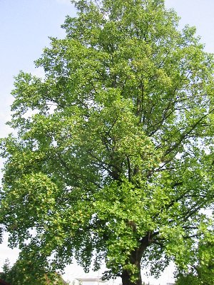 e0122199_23385361.jpg