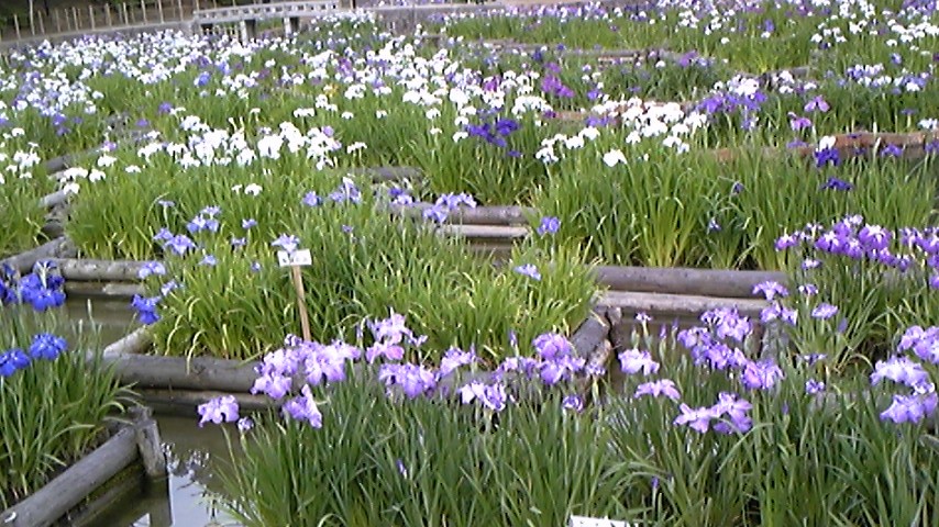 b0145616_128925.jpg