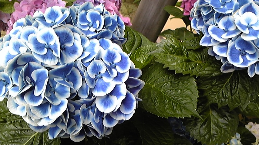 b0145616_181695.jpg