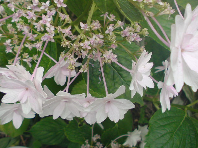 e0016828_15125545.jpg