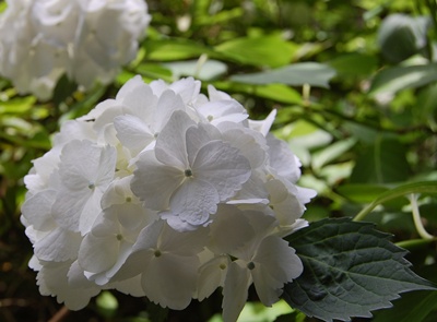 白い紫陽花