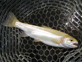 f0065341_0145380.jpg