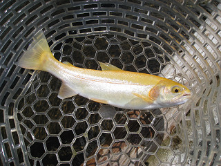 f0065341_957232.jpg