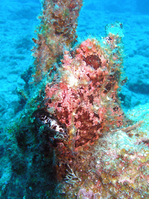 d0065247_20373920.jpg