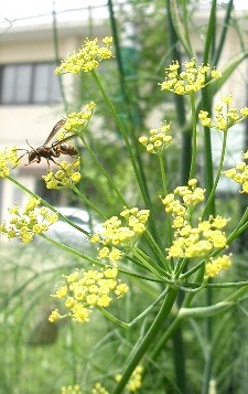 c0186463_1851131.jpg
