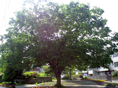 c0050264_1132133.jpg