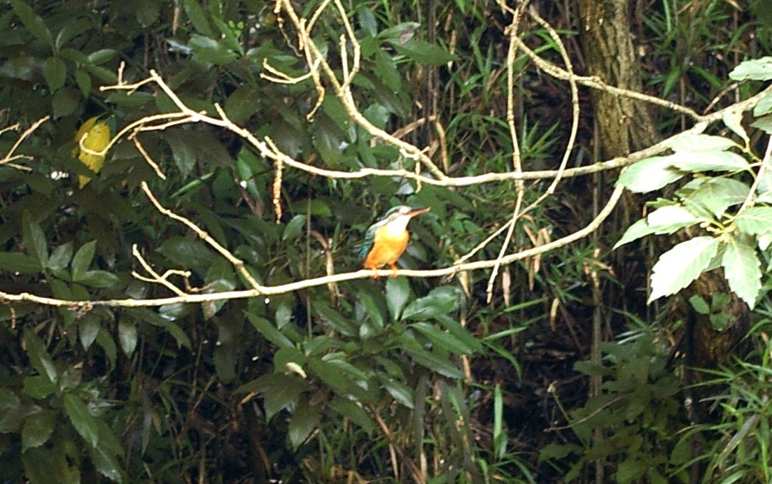 d0031171_13421943.jpg