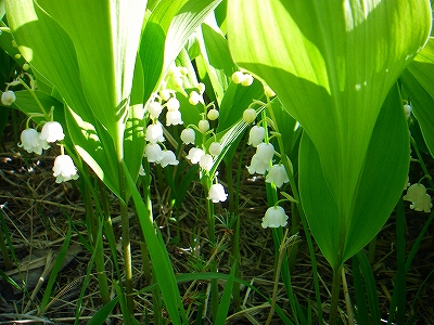 f0182173_23175963.jpg
