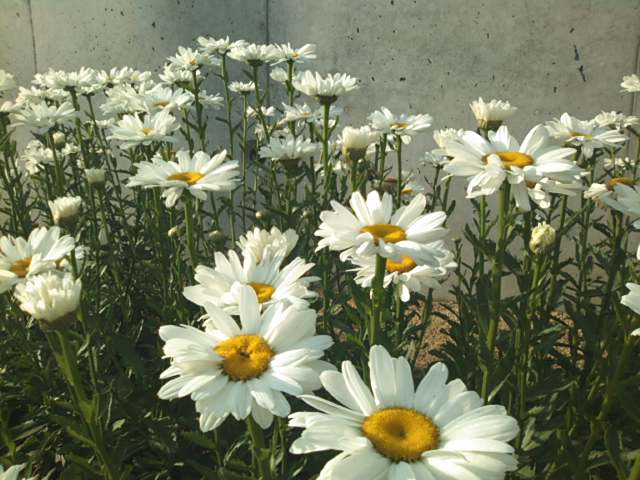 f0077595_21173643.jpg