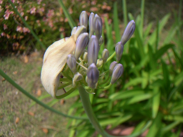 c0173896_191429.jpg