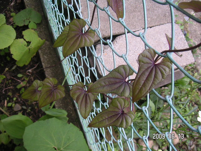 a0020929_9542719.jpg