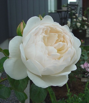 f0205733_1559173.jpg