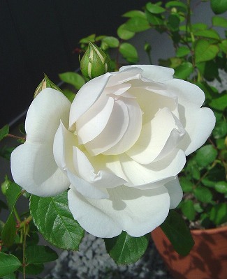 f0205733_1683394.jpg