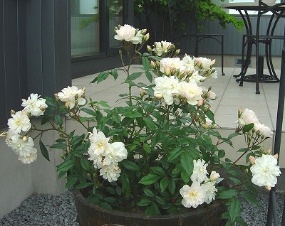f0205733_17203992.jpg
