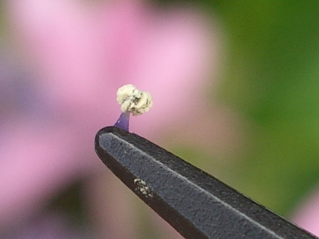 c0025140_10592046.jpg