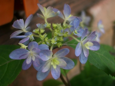 c0025140_110075.jpg