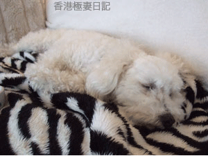 f0190653_1657683.gif