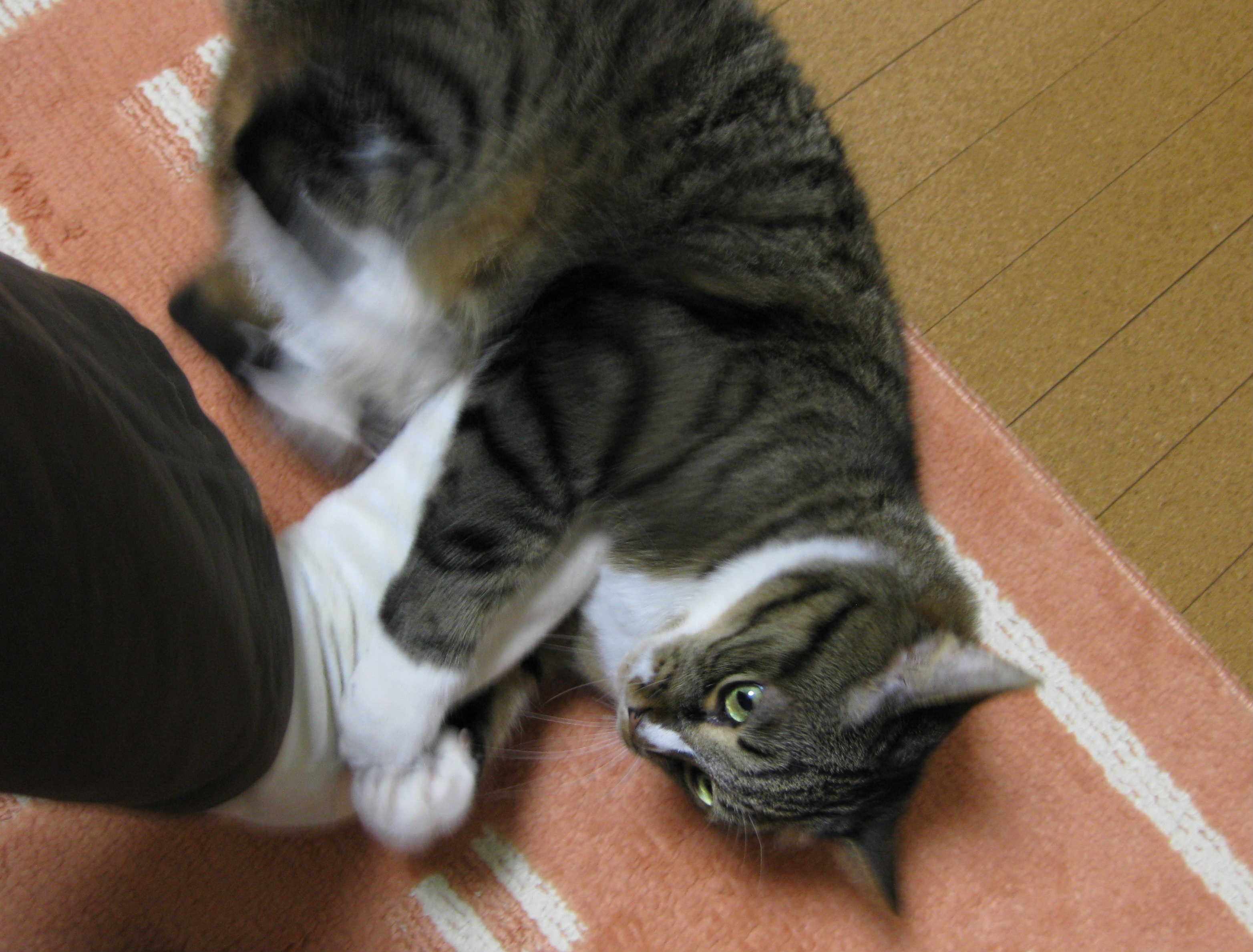 c0148165_22441663.jpg