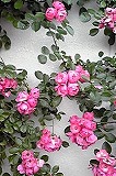d0085267_2318361.jpg