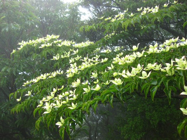 c0042869_1911326.jpg