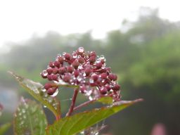 c0042869_1983243.jpg