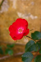 a0107981_0472248.jpg